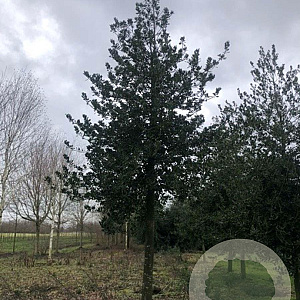 Ilex 'Nellie R. Stevens' 20-25 HO draadkluit