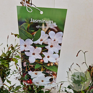 Jasminum officinale 60-65 cm 2,5L