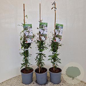 Jasminum officinale 60-65 cm 2,5L