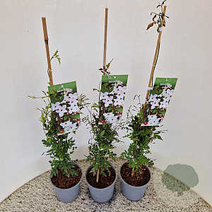 Jasminum officinale 60-65 cm 2,5L