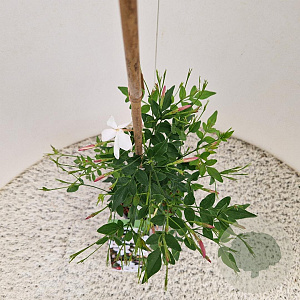 Jasminum officinale 60-65 cm 2,5L