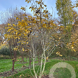 Juglans regia 400-450 cm draadkluit meerstammig