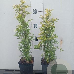 Juniperus comm. 'Gold Cone' 25-30 cm P9