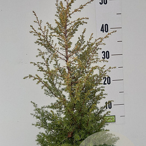 Juniperus comm. 'Gold Cone' 40-50 cm 5,0L