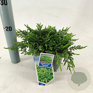 Juniperus comm. 'Repanda' 20-25 cm 3,0L