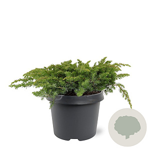 Juniperus conferta 'Schlager' 30-40 cm 3,0L