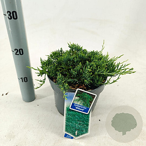 Juniperus h. 'Wiltonii' 20-25 cm 3,0L