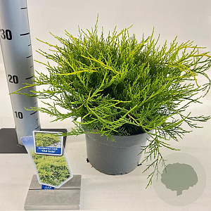 Juniperus pf. 'Old Gold' 20-25 cm 3,0L