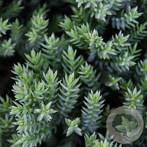 Juniperus procumbens 'Nana' 25-30 cm 3,5L