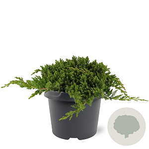 Juniperus procumbens 'Nana' 25-30 cm 3,5L
