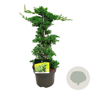 Juniperus procumbens 'Nana' 40-50 cm 5,0L