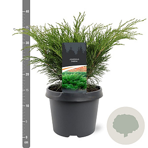 Juniperus sabina 25-30 cm 3,5L