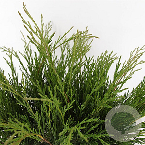 Juniperus sabina 25-30 cm 3,5L