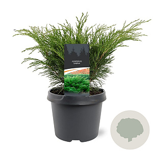 Juniperus sabina 25-30 cm 3,5L