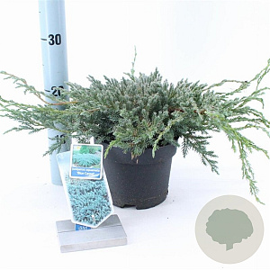 Juniperus squamata 'Blue Carpet' 20-25 cm 3,0L