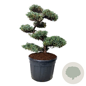 Juniperus squamata 'Blue Carpet' 125 cm stam cont. 130L bonsai
