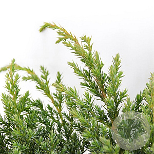 Juniperus squamata 'Blue Spider' 30-40 cm 3,0L