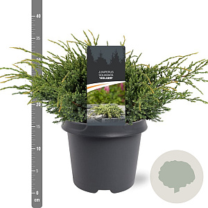 Juniperus squamata 'Holger' 30-40 cm 5,0L