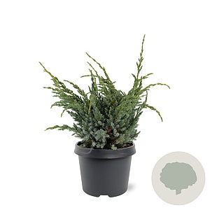 Juniperus squamata 'Meyeri' 30-40 cm 3,0L