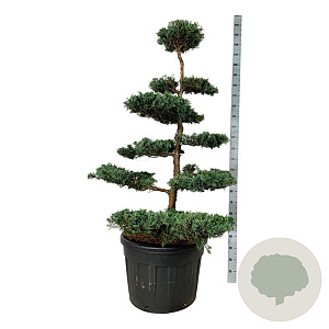 Juniperus virg. 'Grey Owl' 150-175 cm cont. 130L bonsai