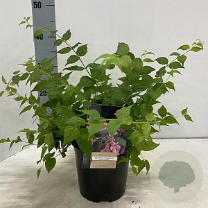 Kolkwitzia amabilis 'Pink Cloud' 40-50 cm 2,0L