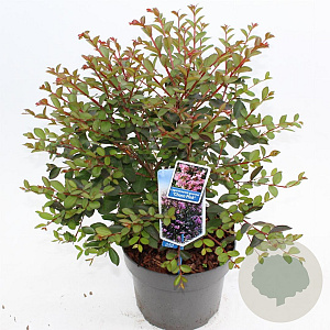 Lagerstroemia i. Choco Pink 50-60 cm 5,0L