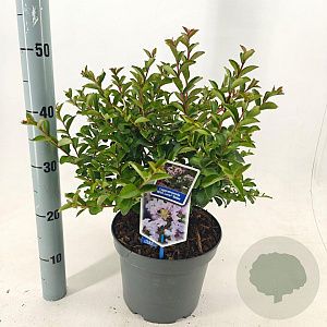Lagerstroemia i. With Love Babe 40-60 cm 5,0L