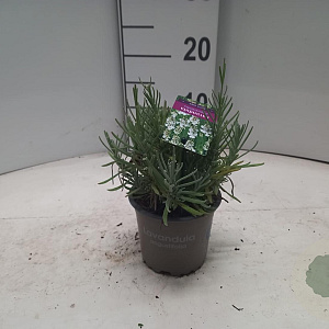 Lavandula ang. 'Arctic Snow' 15-20 cm P12