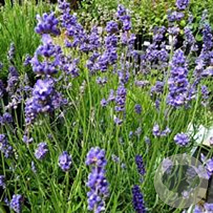 Lavandula ang. Blue Cushion GM P9