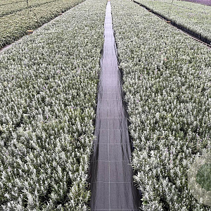 Lavandula ang. 'Dwarf Blue' 15-20 cm C1