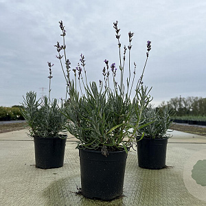 Lavandula ang. 'Dwarf Blue' 15-20 cm C1
