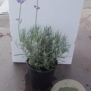 Lavandula ang. 'Dwarf Blue' 15-20 cm C1.3