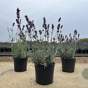 Lavandula ang. 'Hidcote' 15-20 cm C1