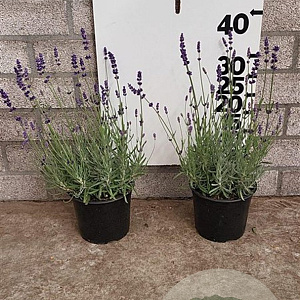 Lavandula ang. 'Hidcote' 15-20 cm 2,0L