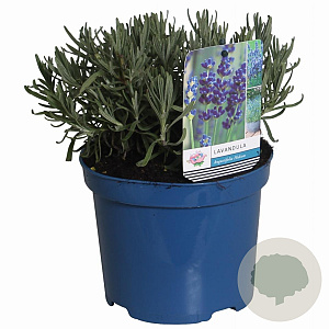 Lavandula ang. 'Hidcote' 15-20 cm 2,0L