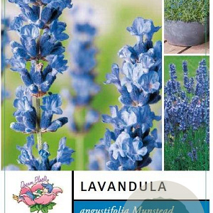 Lavandula ang. 'Munstead' 15-20 cm 2,0L