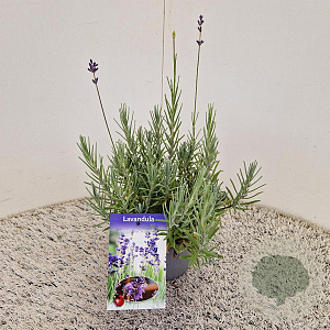 Lavandula ang. 'Munstead' 20-25 cm C1.5