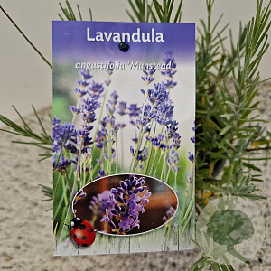 Lavandula ang. 'Munstead' 20-25 cm C1.5