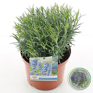 Lavandula ang. 'Munstead' 25-30 cm 5,0L