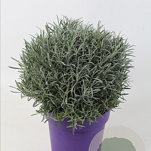 Lavandula intermedia 25-30 cm 5,0L bol