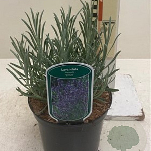 Lavandula int. 'Grosso' 20-25 cm 2,0L