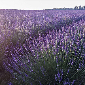 Lavandula int. Phenomenal GM P9