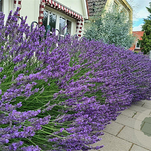 Lavandula int. Phenomenal GM P9