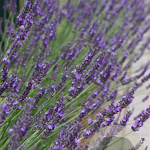 Lavandula int. Phenomenal GM P9