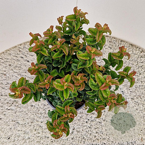 Leucothoe axillaris Twisting Red 20-25 cm 2,5L