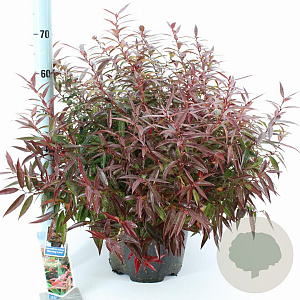 Leucothoe keiskei Burning Love 40-50 cm 15L