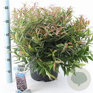 Leucothoe keiskei Burning Love 40-50 cm 15L