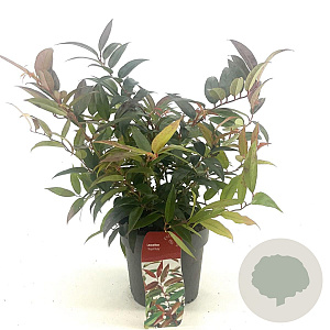 Leucothoe keiskei 'Royal Ruby' 25-30 cm 2,0L