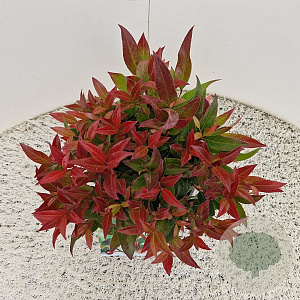 Leucothoe 'Zeblid' 30-35 cm 2,5L