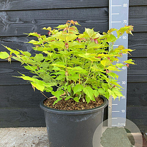 Leycesteria formosa Golden Lanterns 50-60 cm 20L